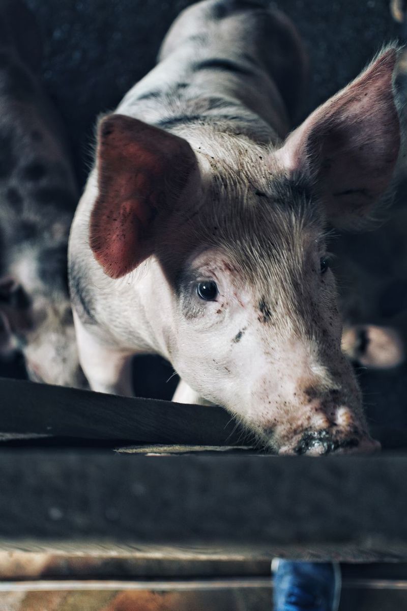 pig pictures curated photography on eyeem