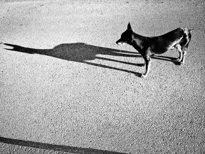 Dog on shadow of person