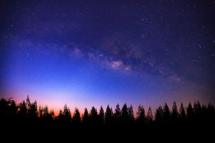 SILHOUETTE TREES AGAINST STAR FIELD
