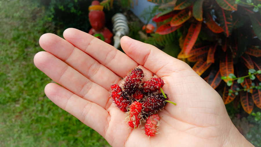 Midsection of person holding red mulberry 