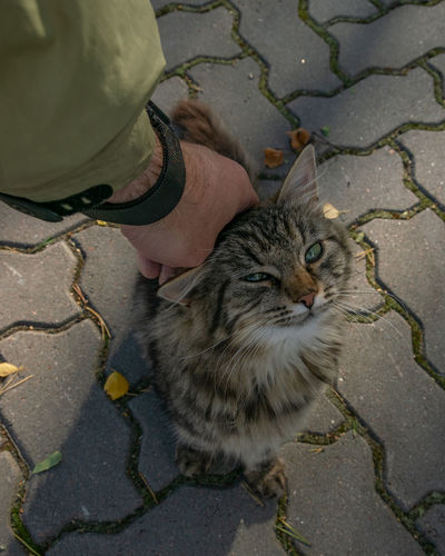 High angle view of tabby cat on street
