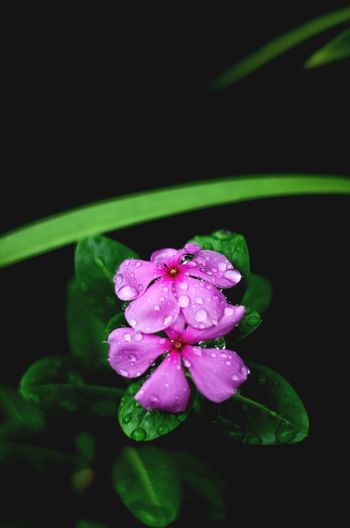 Close-up of pink flower blooming against black background