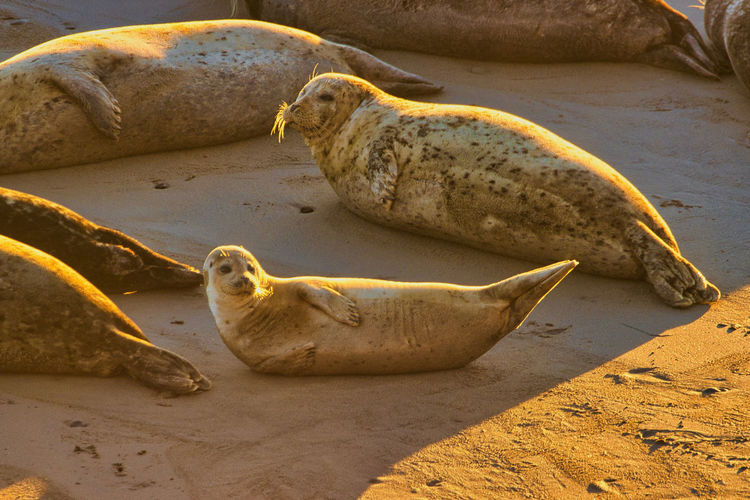 High angle view of seal lying on rock