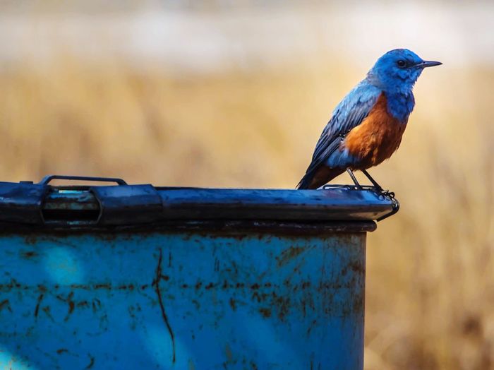 Close-up of eastern bluebird perching on metal