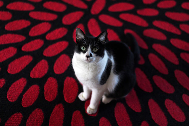 A bicolour cat against a red and black background