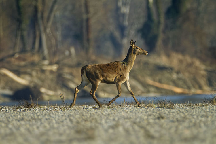 Red deers crossing the river drava river