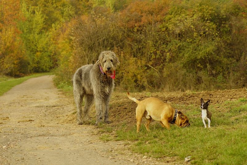 Irish wolfhound and bulldog with chihuahua on grassy field