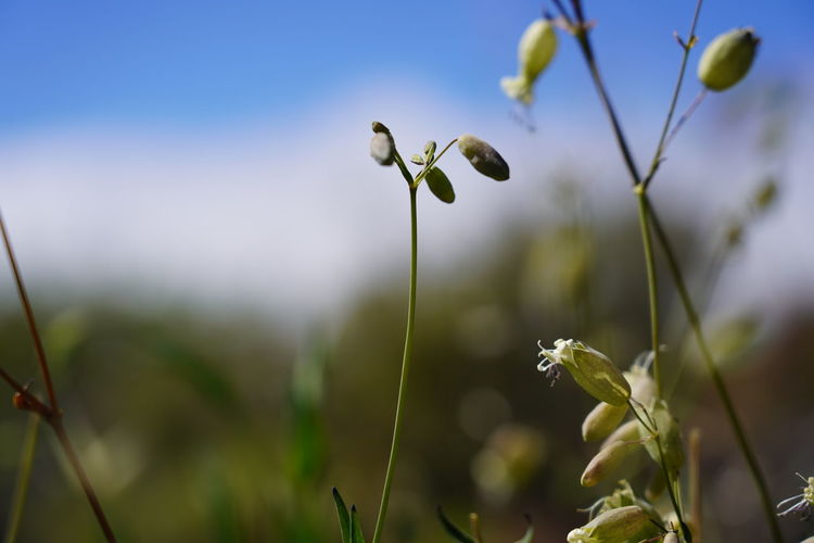 Close-up of flowering plant