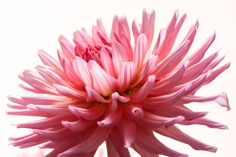Close-up of pink dahlia over white background