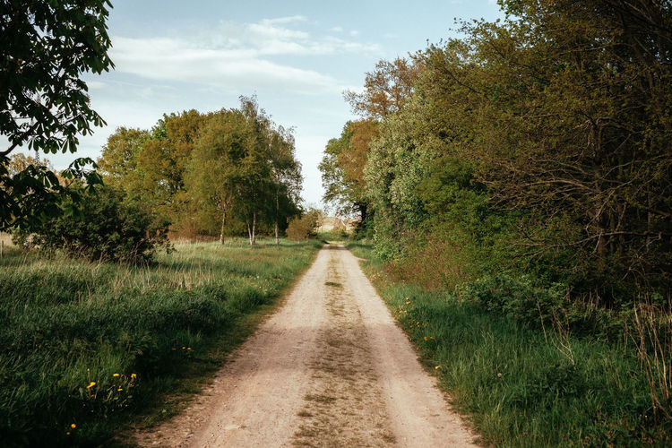 Empty road along trees and plants