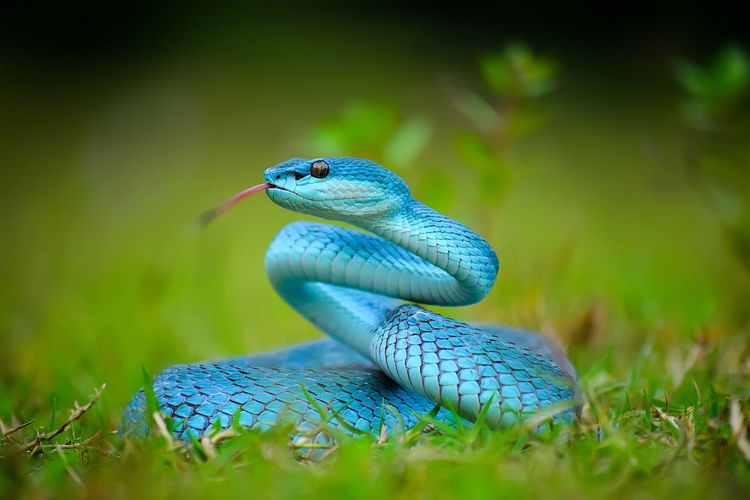 Close-up of blue snake