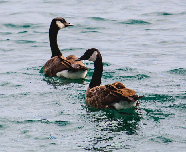 Two ducks swimming in lake