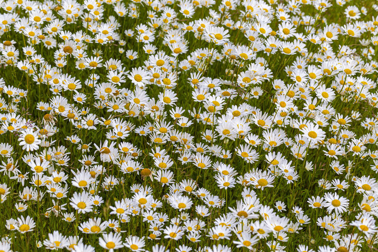 Margeriten