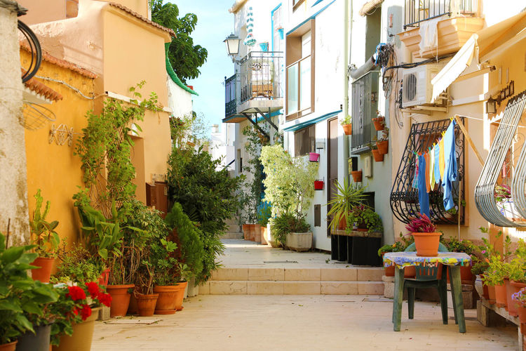 Potted plants on alley amidst buildings in city