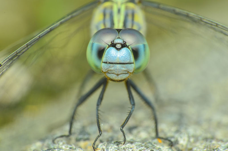 Detail shot of dragonfly