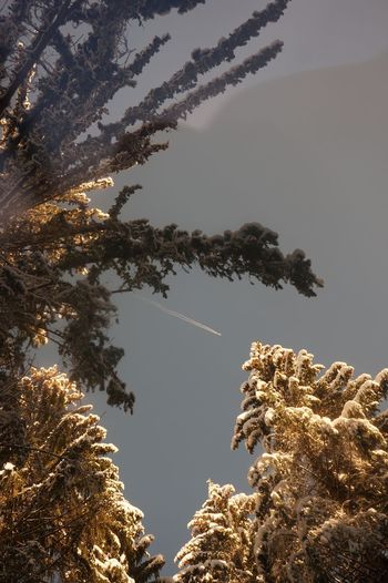 Low angle view of trees against sky