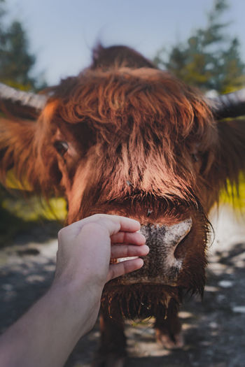 Close-up of hand touching cow on field