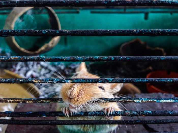 Close-up of hamster in cage