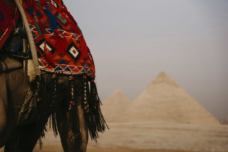 Egypt, cairo, saddle of camel standing against giza pyramids