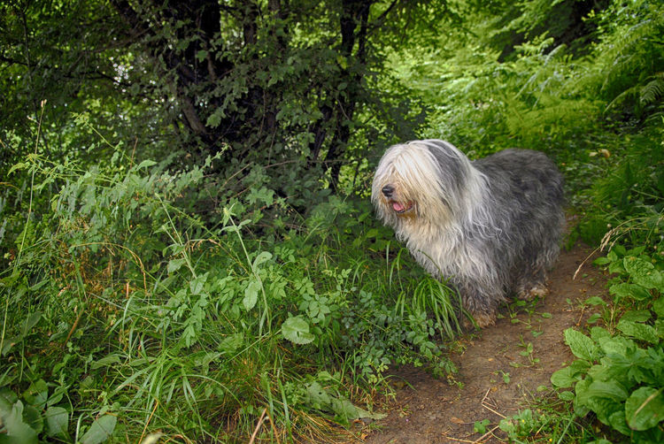 Bobtail dog standing in a forest