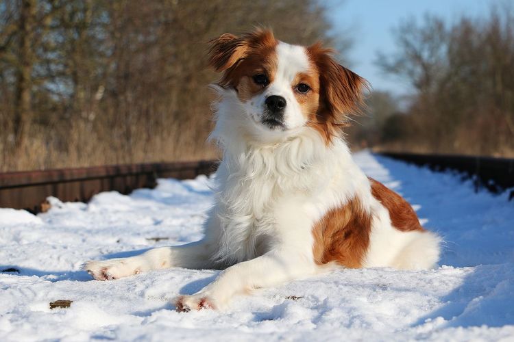Dog standing on snow field