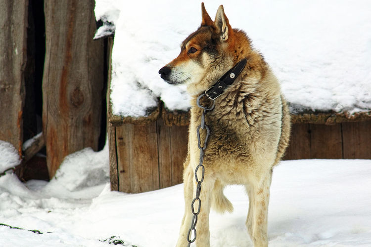 Lonely dog in a collar on a chain in the winter frost. pets in captivity.
