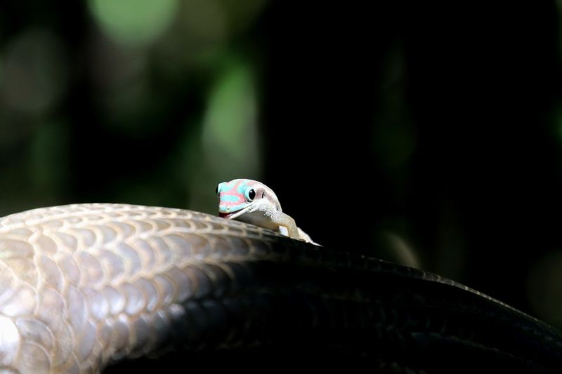 Close-up of lizard