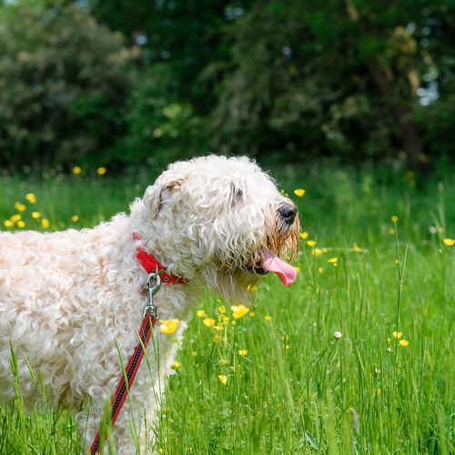Dog running on field