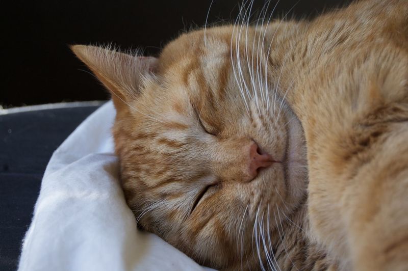 Close-up of cat