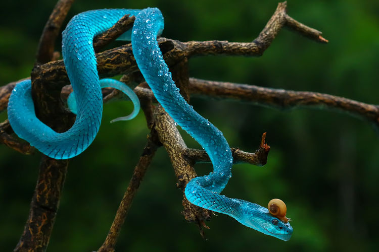 Trimeresurus insularis snake native to indonesia which is blue