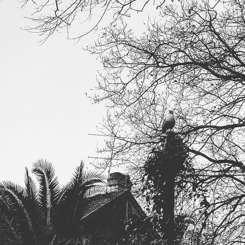 tree