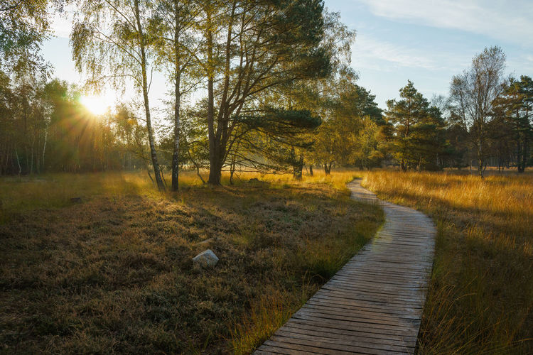 Boardwalk in the sun