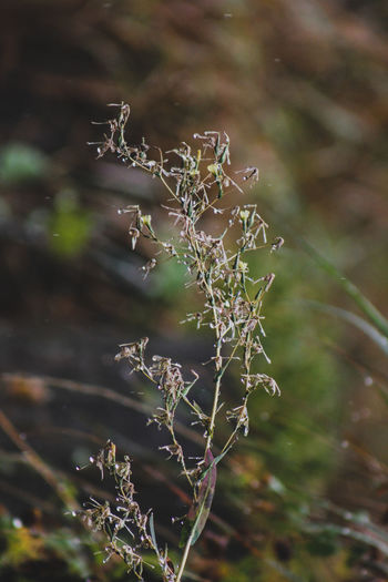 Close-up of wet tree during winter