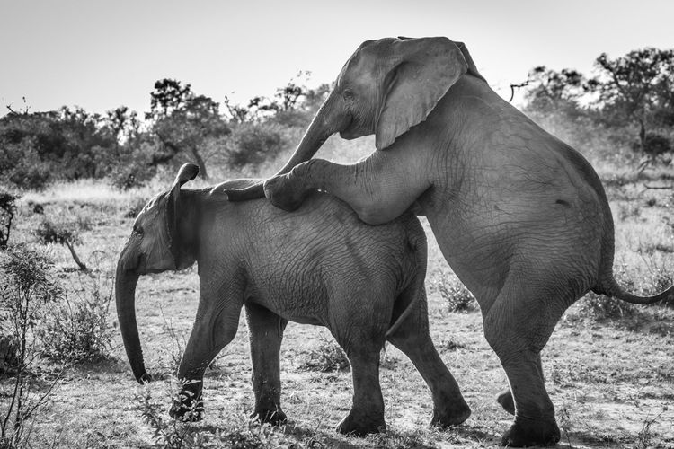 Elephant on field against sky