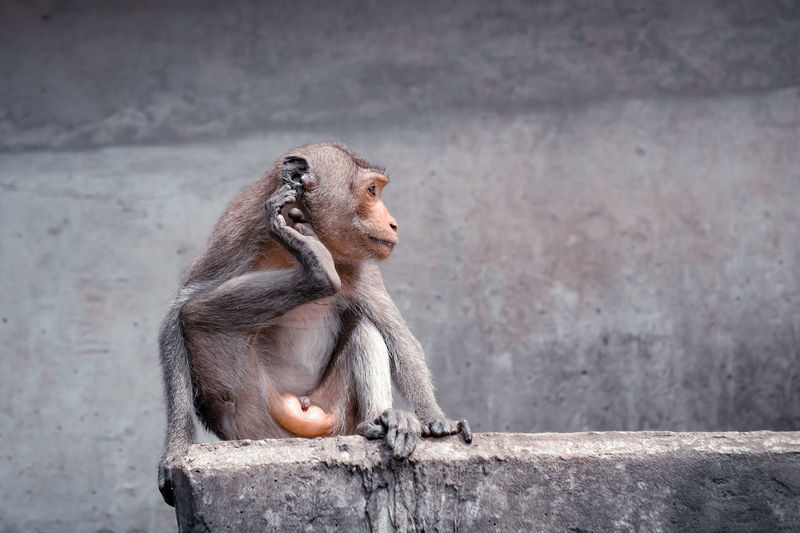 The monkey sits alone on a concrete bridge
