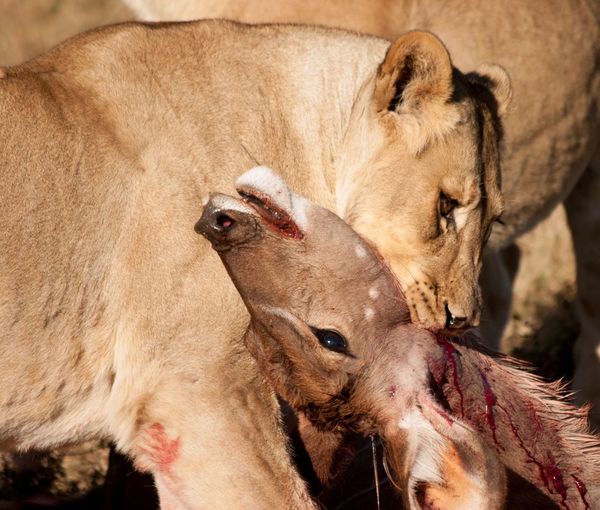 Close-up of lioness eating deer