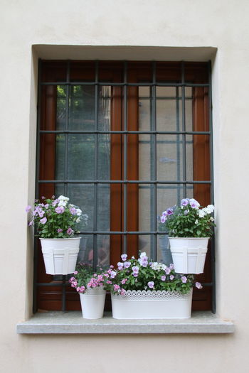 Potted plants on window sill of building