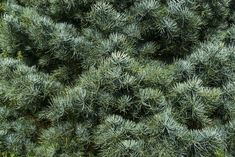 Full frame shot of pine trees