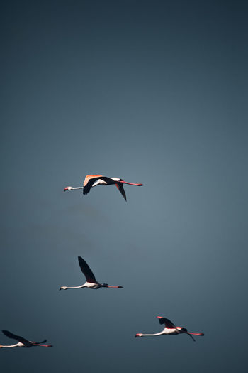 Low angle view of flamingos flying in sky