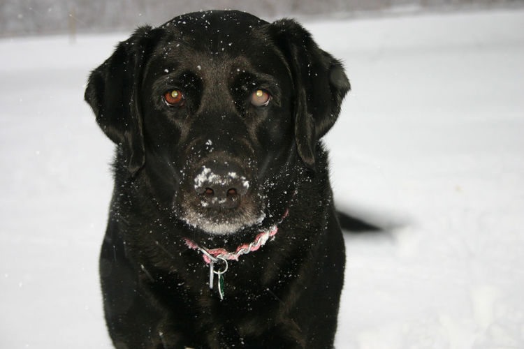 Close-up portrait of wet dog during winter