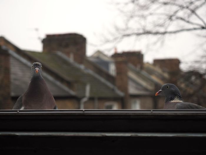 Pigeons perching