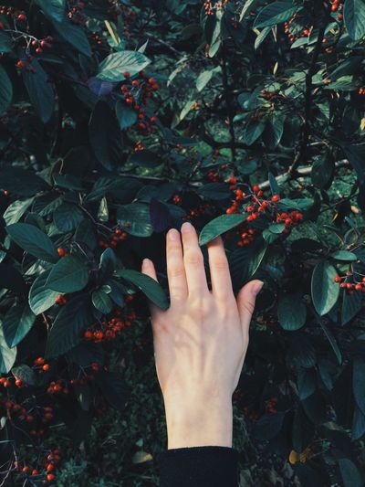 Cropped hand touching leaves on trees