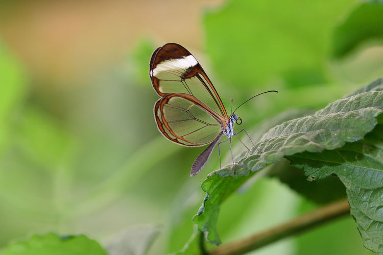 Glasswing butterfly 