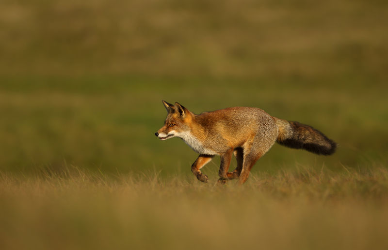 Side view of fox running on grassy land