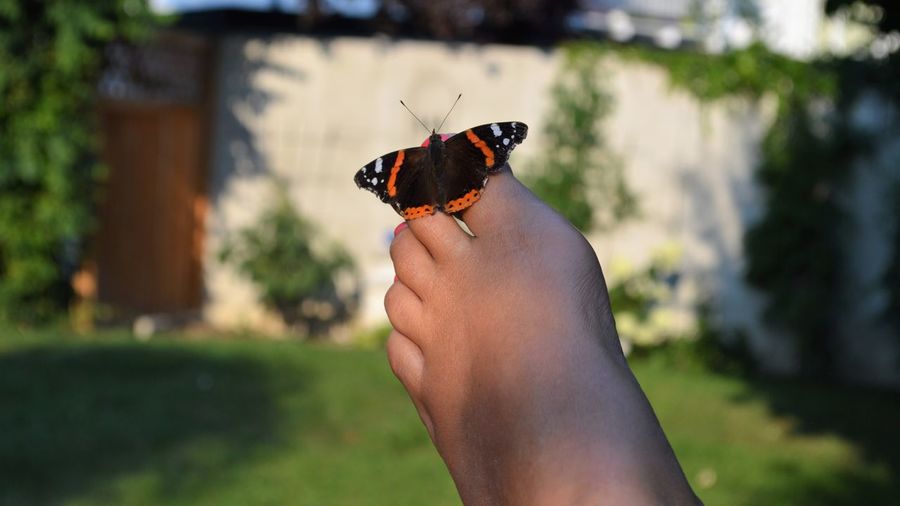 Close-up of foot with foot with beautiful  butterfly landed 