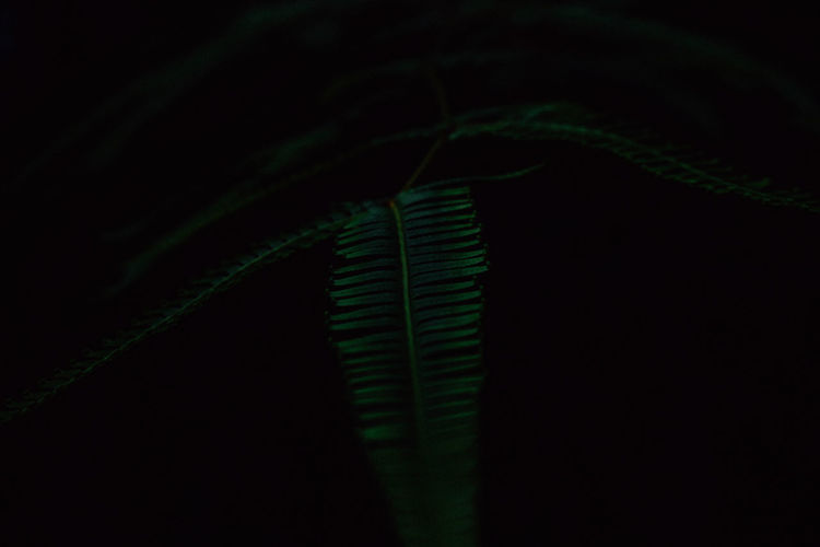 Close-up of fern on plant against black background