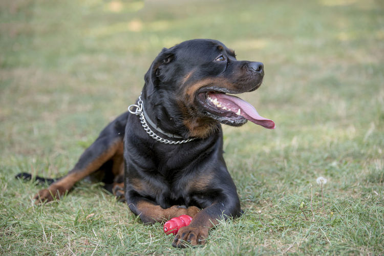 Rottweiler with toy resting on field