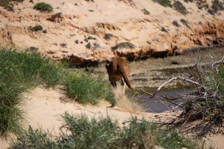 A single kangaroo in the wildness of australia