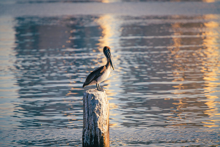 Pelican perching on concrete post by sea during sunrise