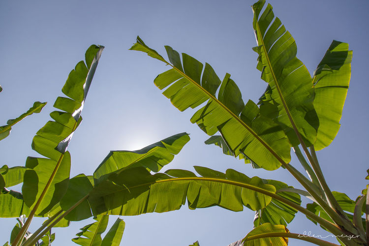 Low angle view of banana leaf against sky